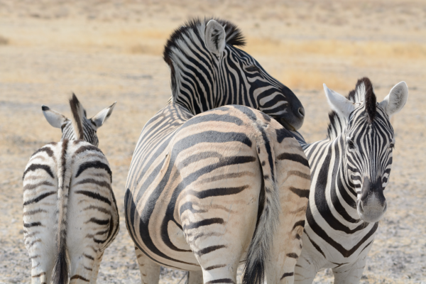 Zebras Walking