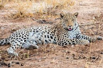LEOPARD TRACKING